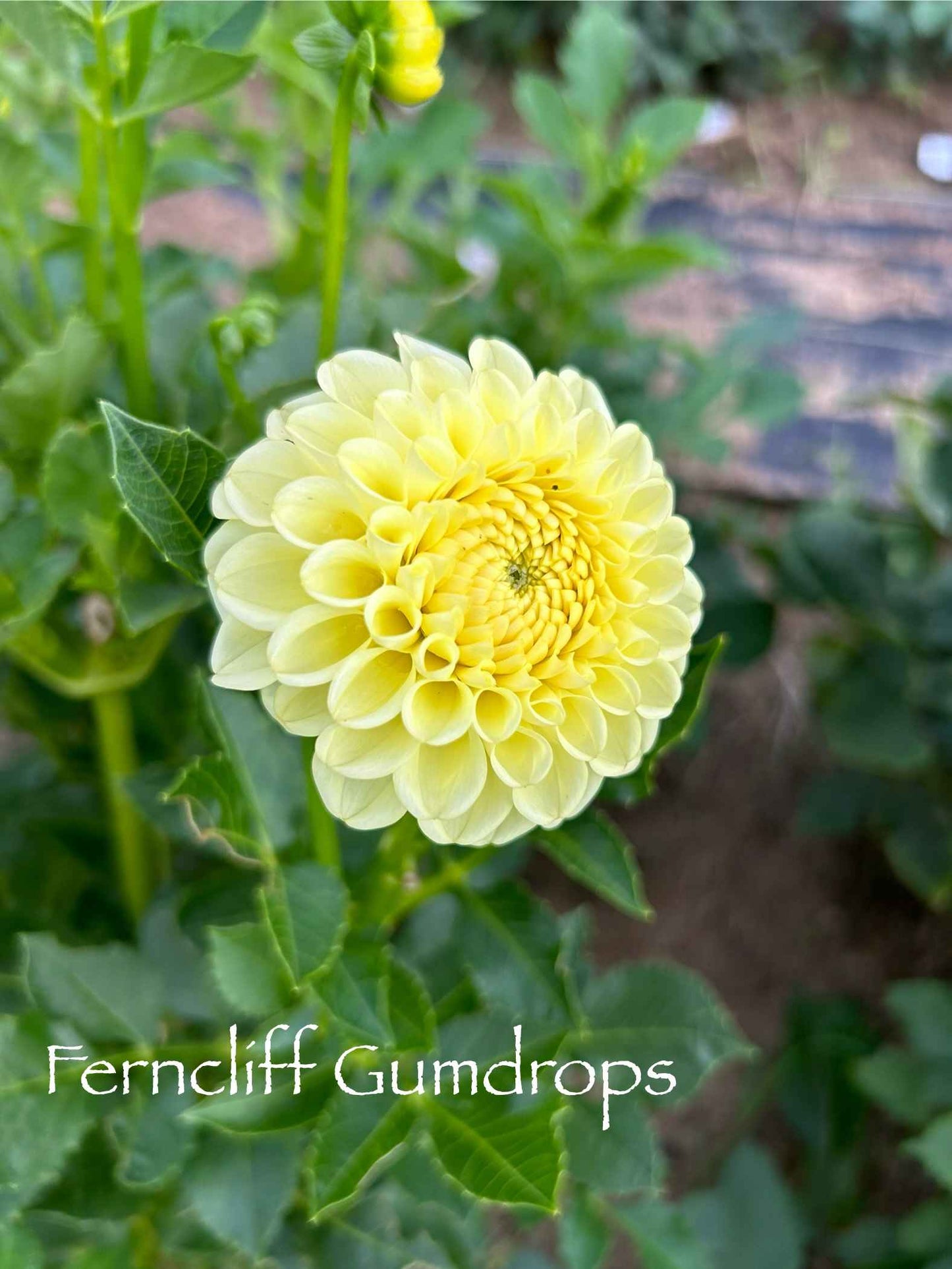 Ferncliff Gumdrops Tuber