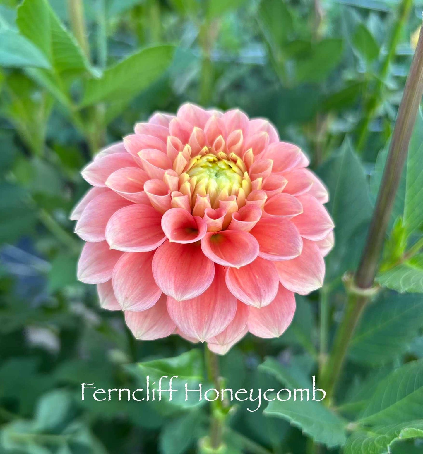 Ferncliff Honeycomb Tuber