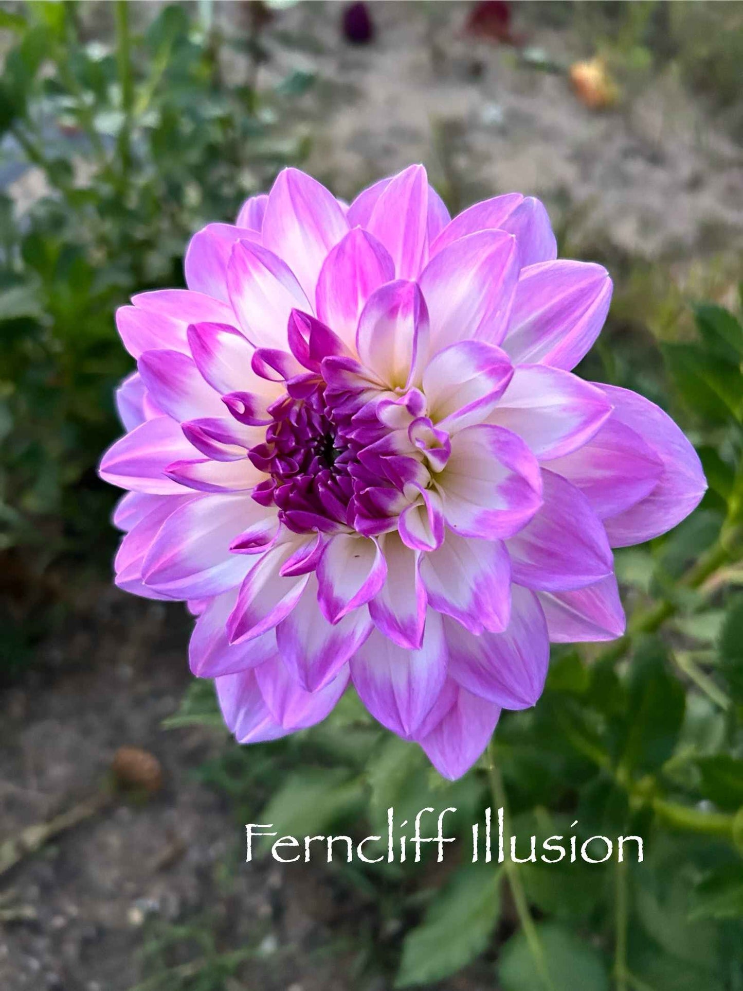 Ferncliff Illusion Tuber