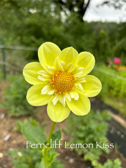 Ferncliff Lemon Kiss Dahlia