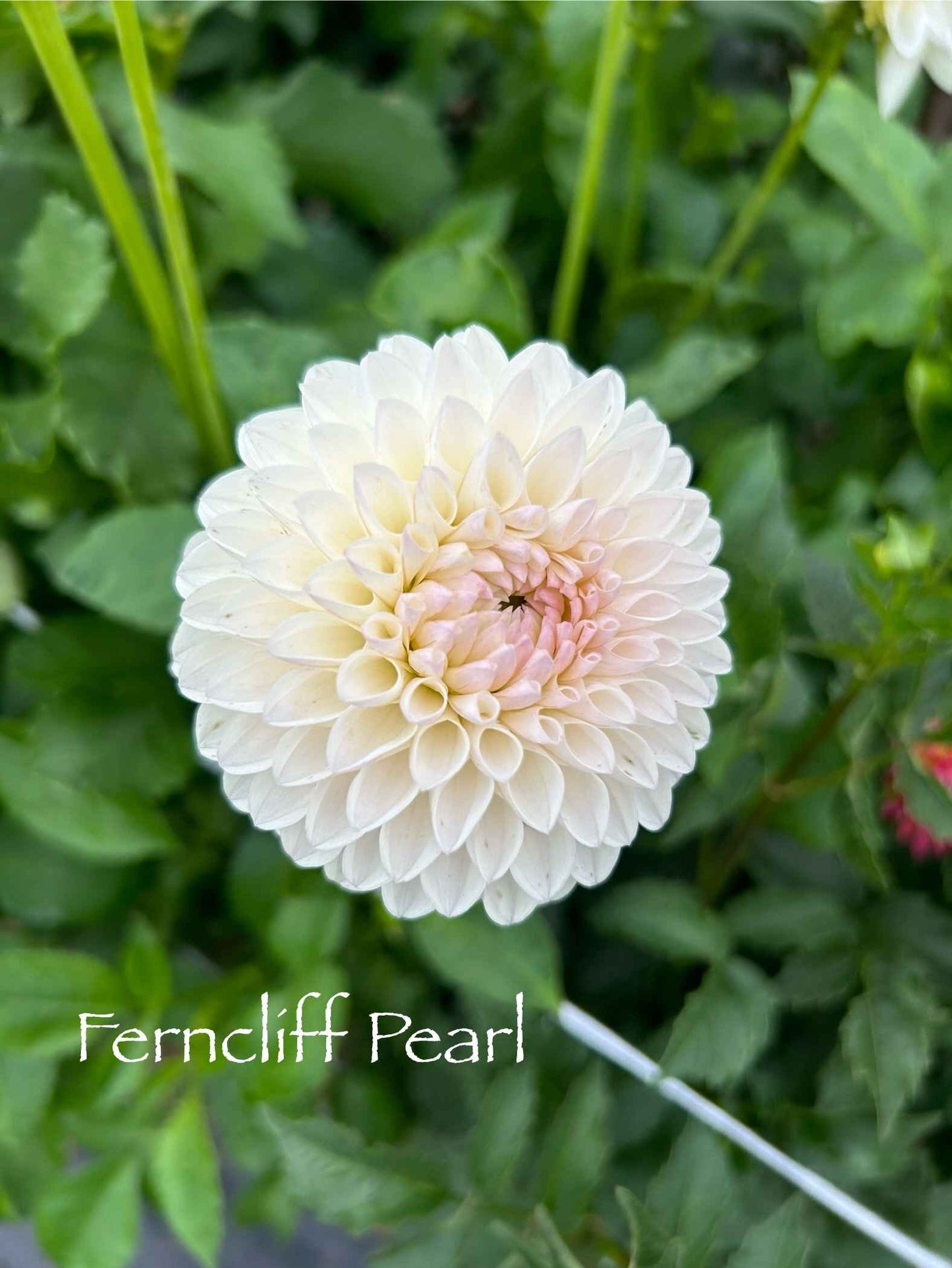 Ferncliff Pearl Tuber