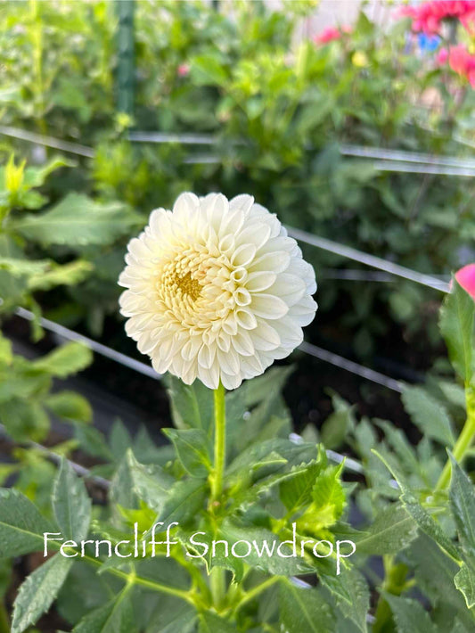 Ferncliff Snowdrop Tuber