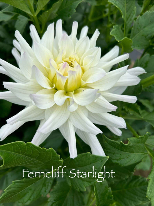 Ferncliff Starlight Tuber