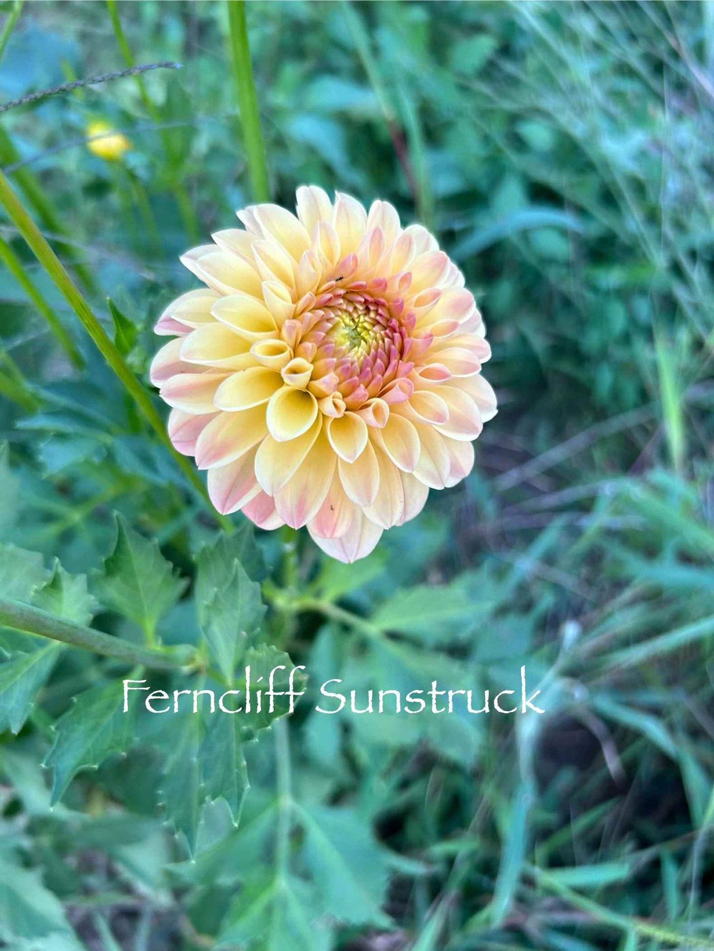 Ferncliff Sunstruck Tuber