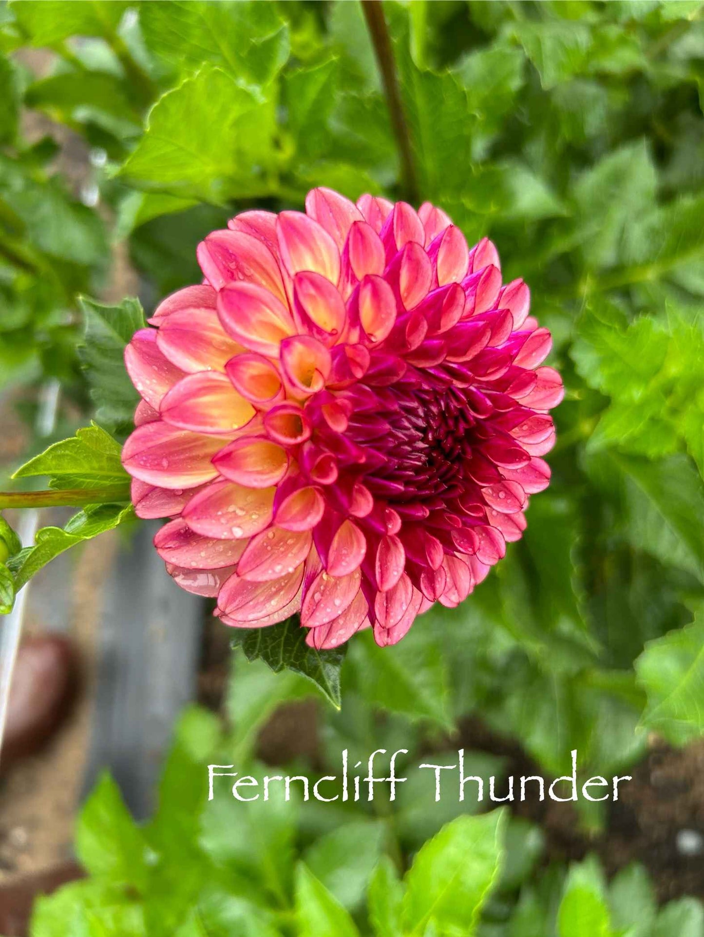 Ferncliff Thunder Tuber