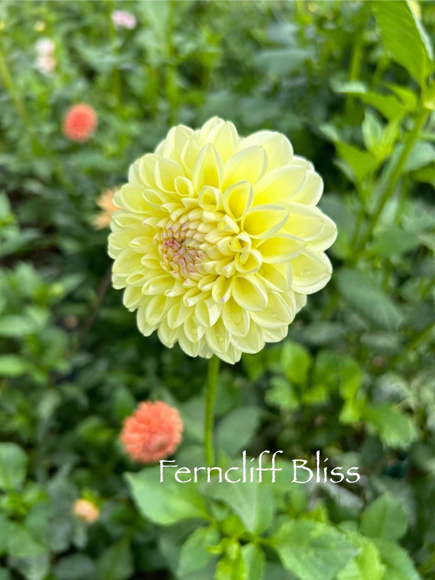 Ferncliff Bliss Tuber