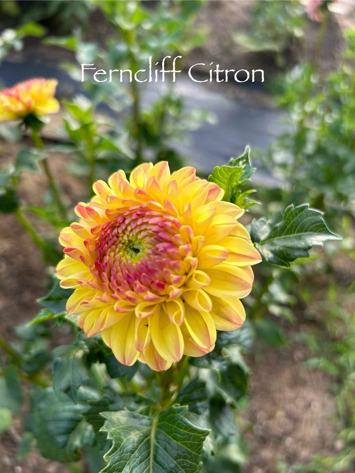 Ferncliff Citron Tuber