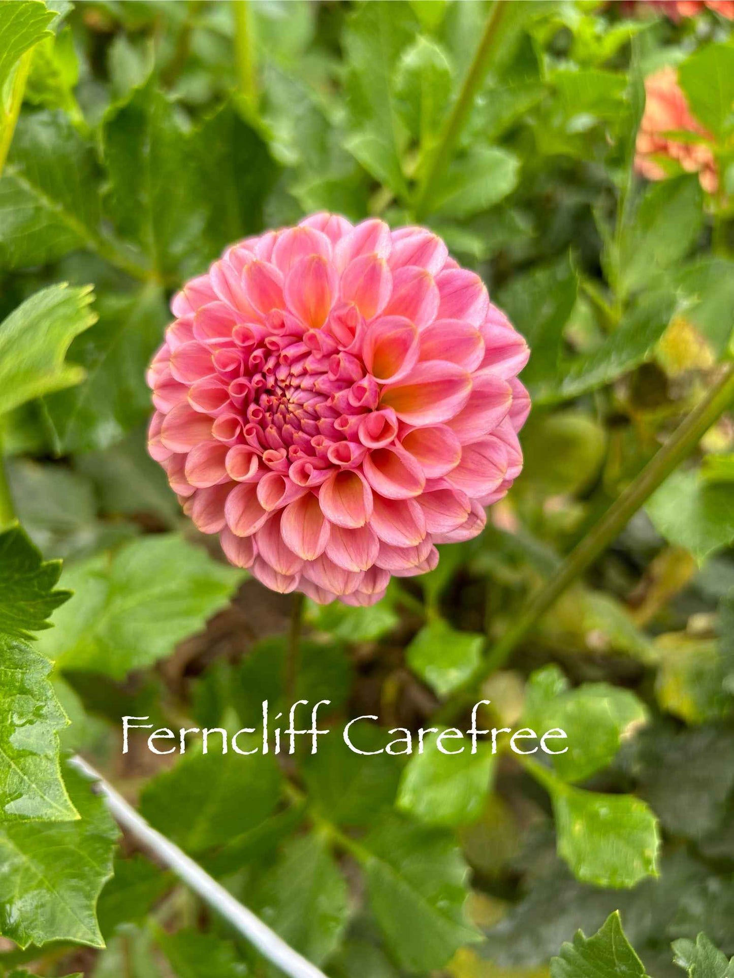 Ferncliff Carefree Tuber