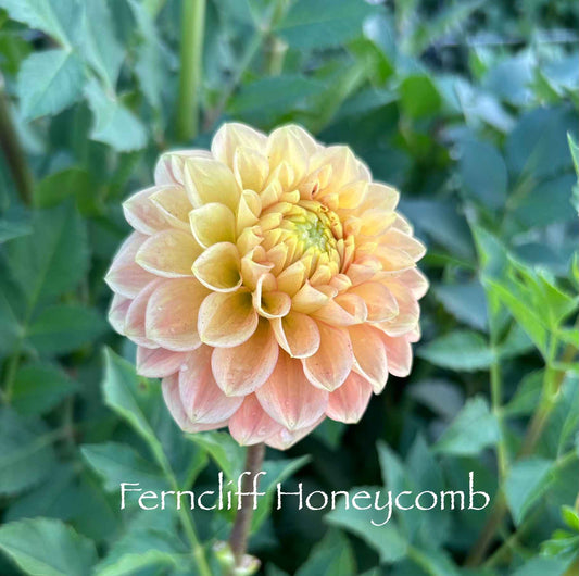 Ferncliff Honeycomb Tuber