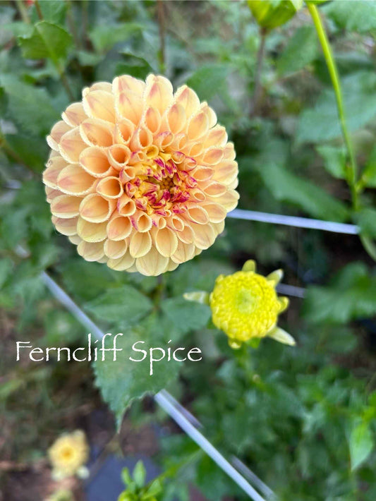 Ferncliff Spice Tuber