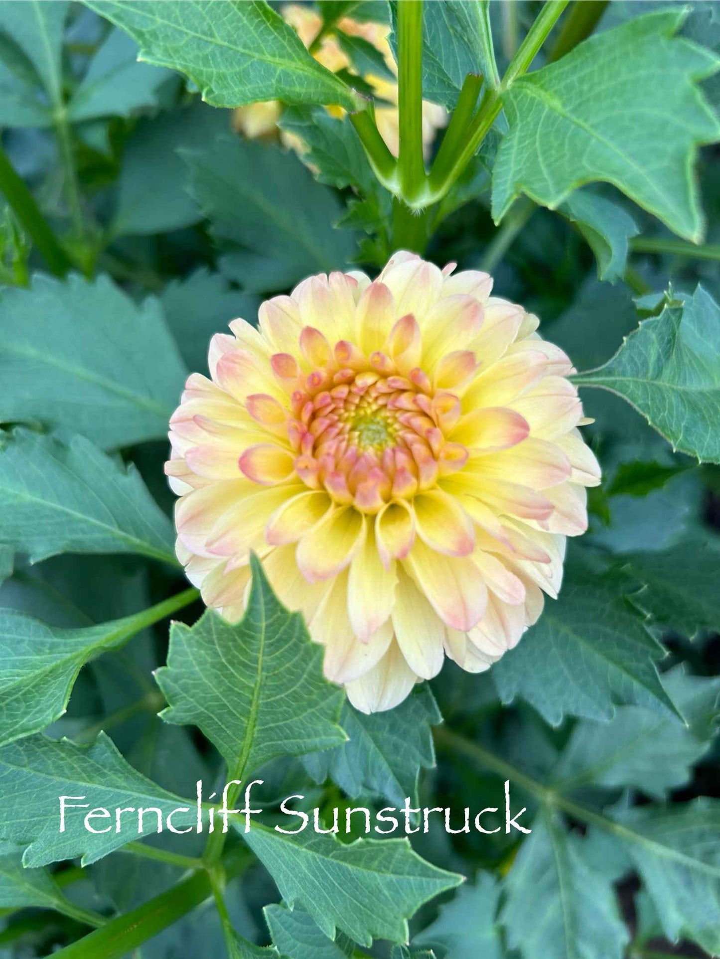 Ferncliff Sunstruck Tuber