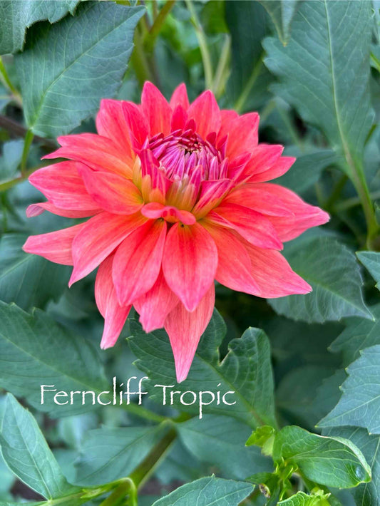 Ferncliff Tropics Tuber