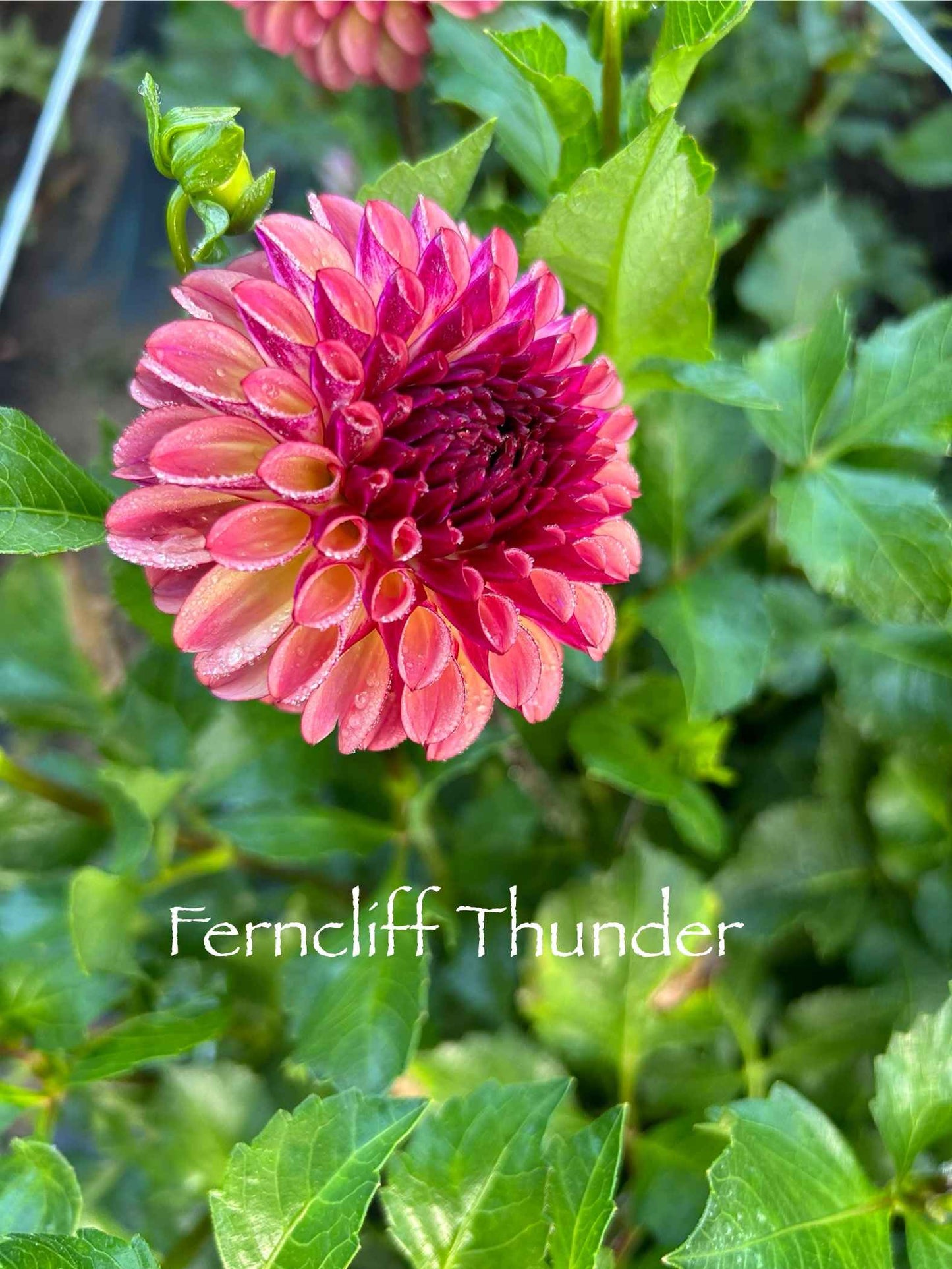 Ferncliff Thunder Tuber