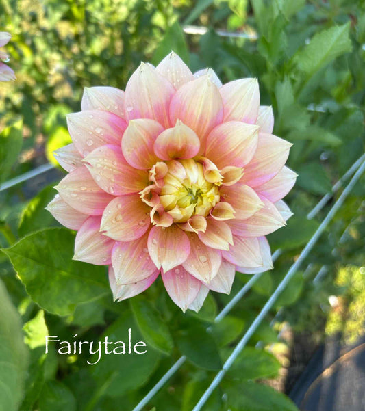 Fairytale Tuber
