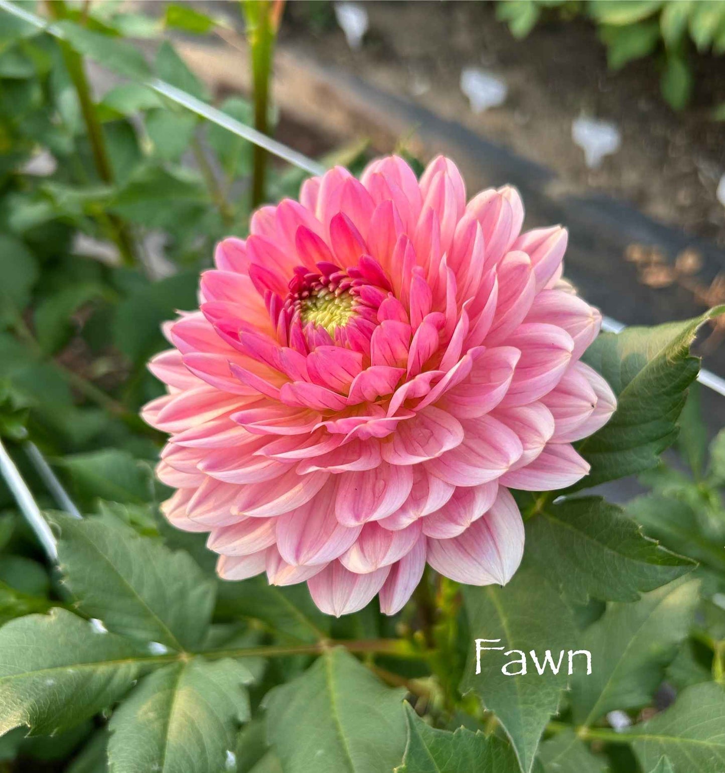 Fawn Tuber