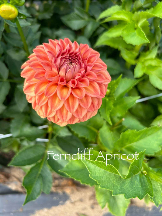 Ferncliff Apricot Tuber