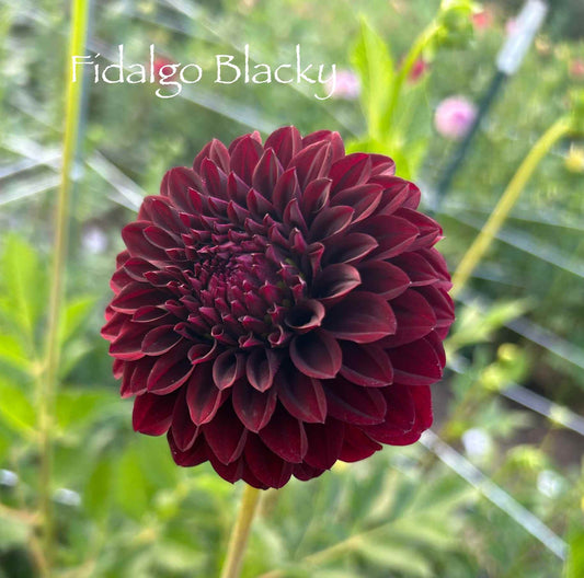 Fidalgo Blacky Tuber