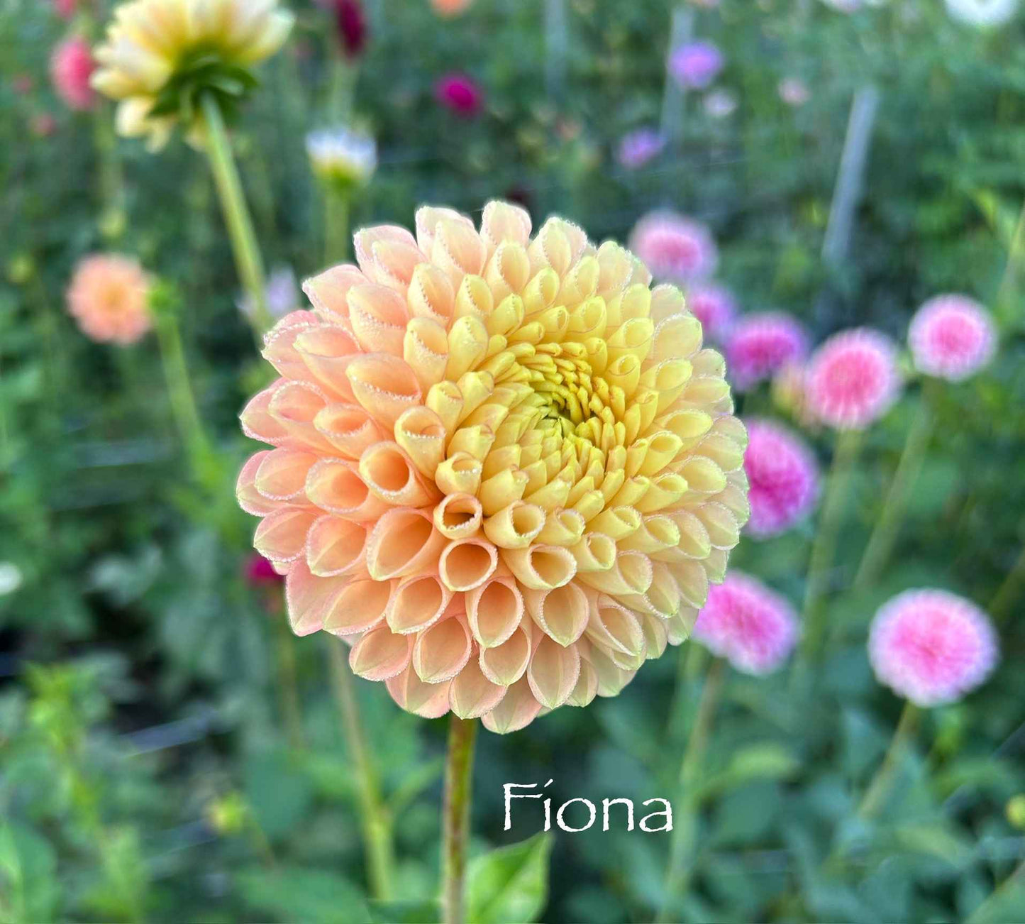 Fiona Tuber