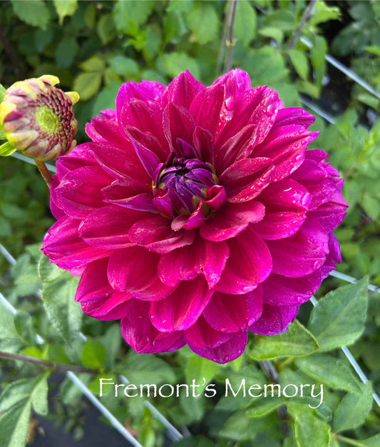 Fremont's Memory Tuber
