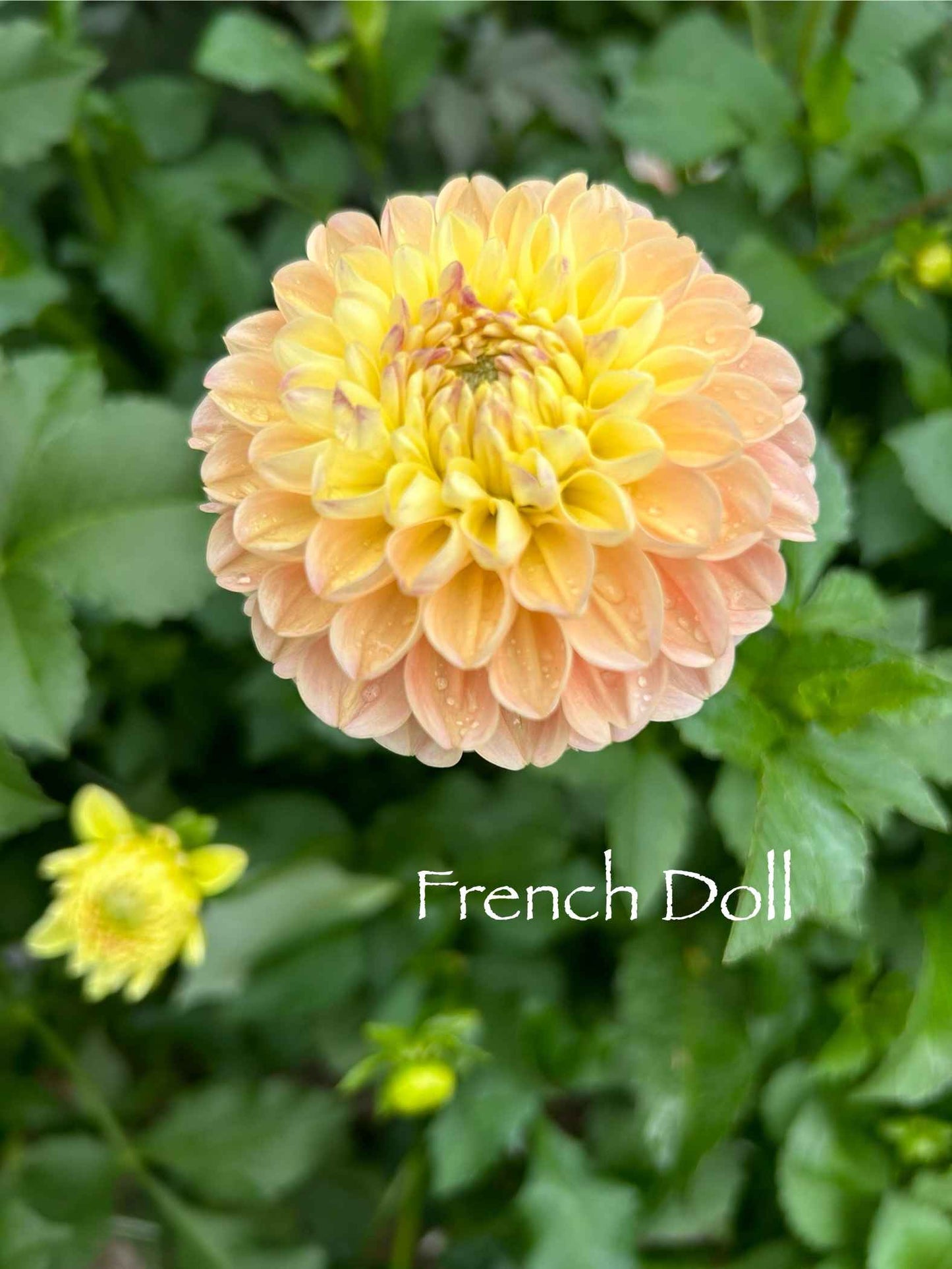 French Doll Tuber