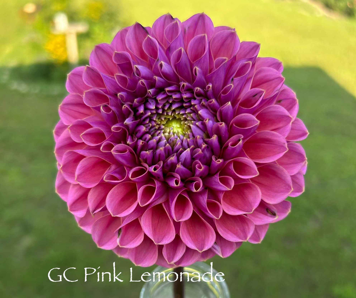 GC Pink Lemonade Tuber