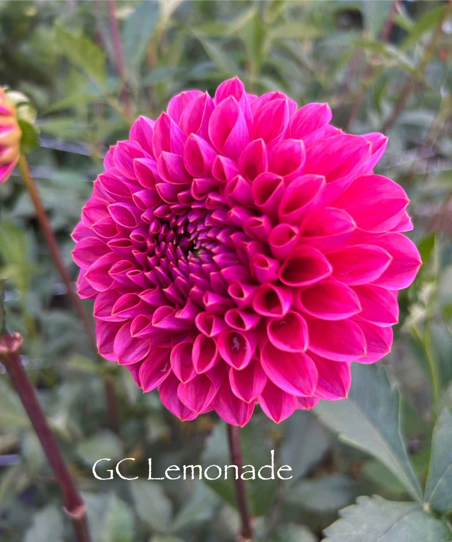 GC Pink Lemonade Tuber