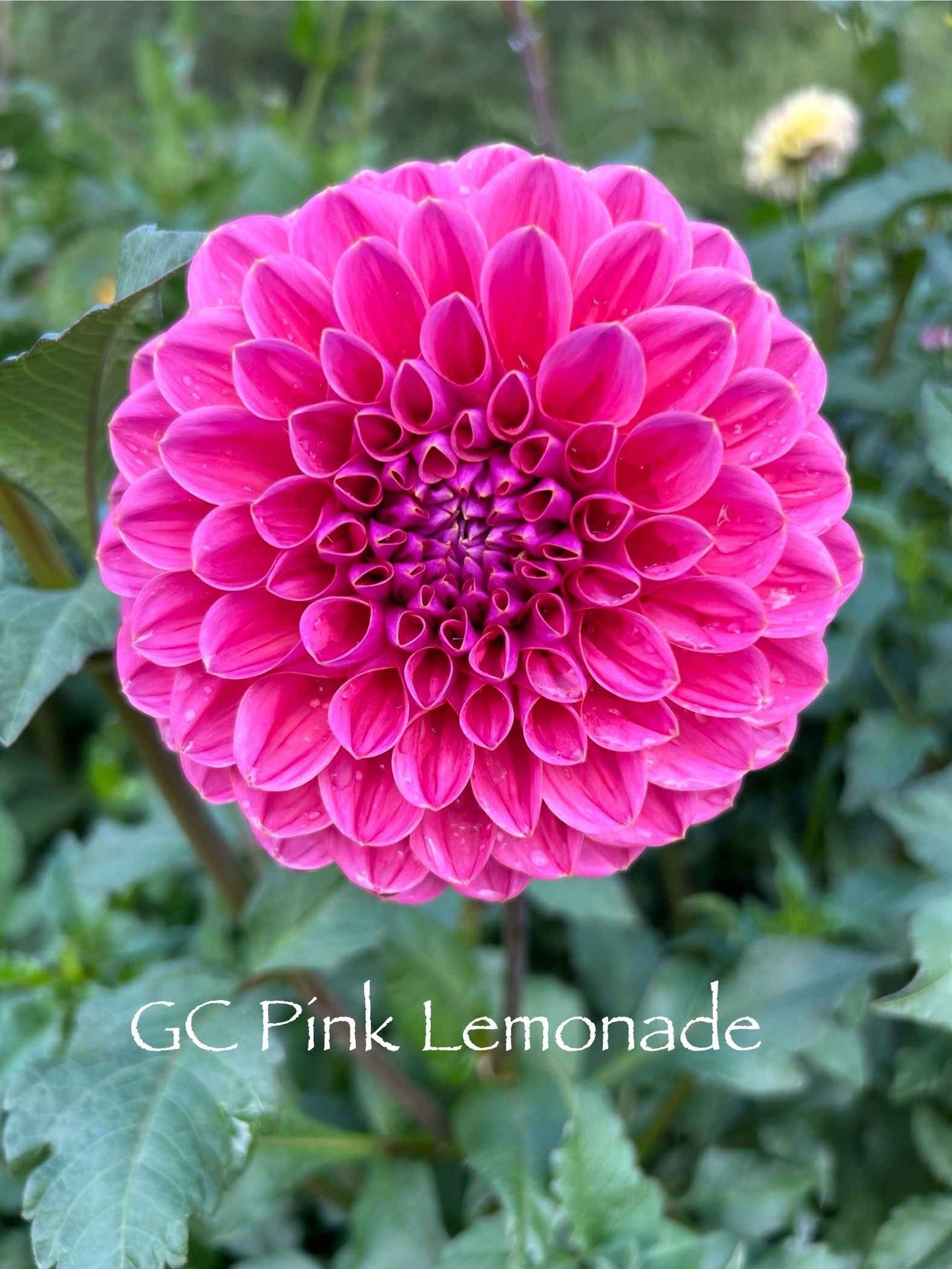 GC Pink Lemonade Tuber