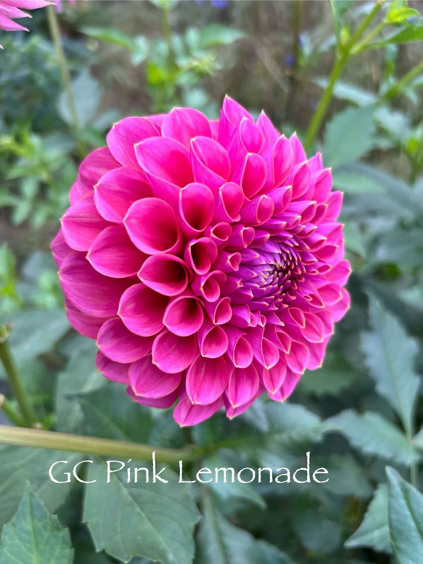 GC Pink Lemonade Tuber