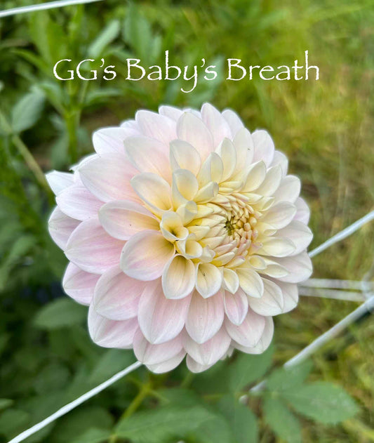 GG's Baby's Breath Tuber