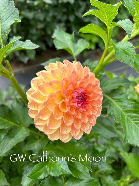 GW's Calhoun Moon Tuber