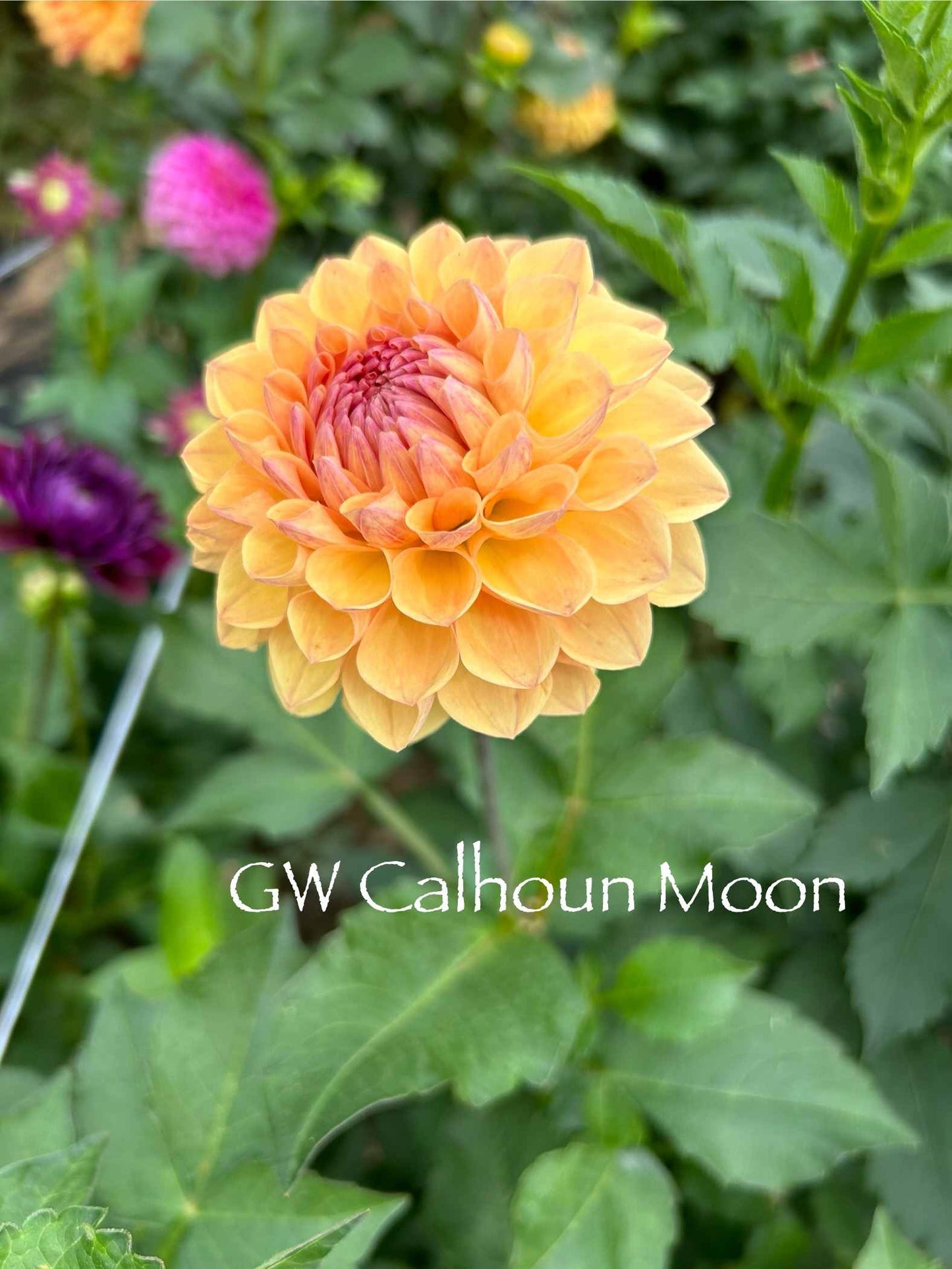 GW's Calhoun Moon Tuber