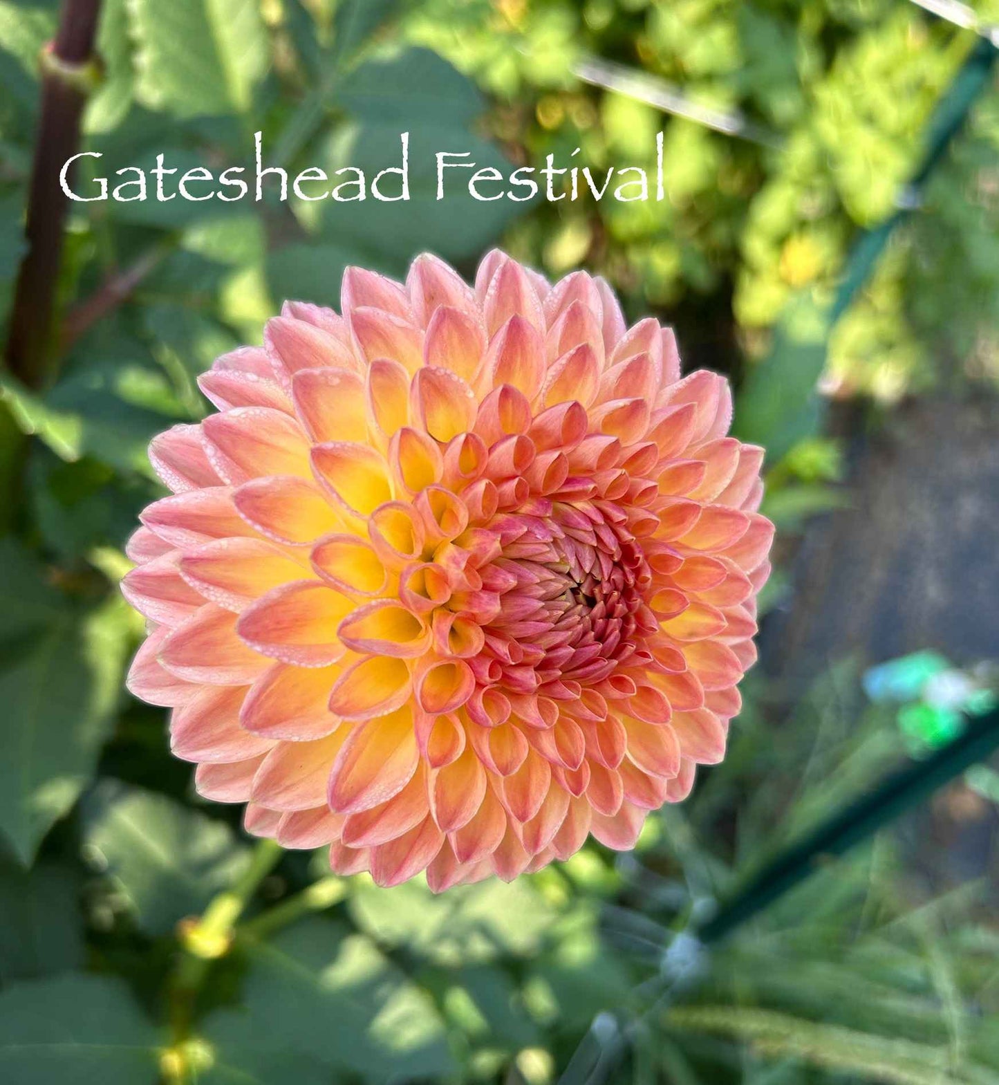 Gateshead Festival Tuber