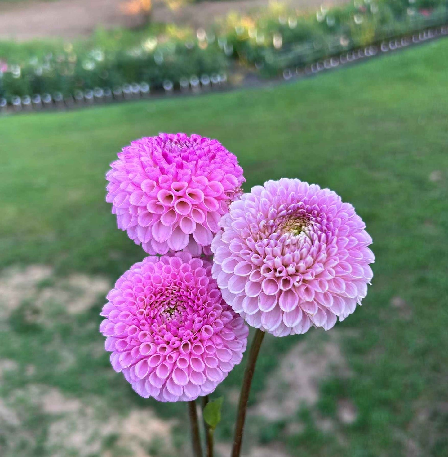 Gurtla Twilight Tuber
