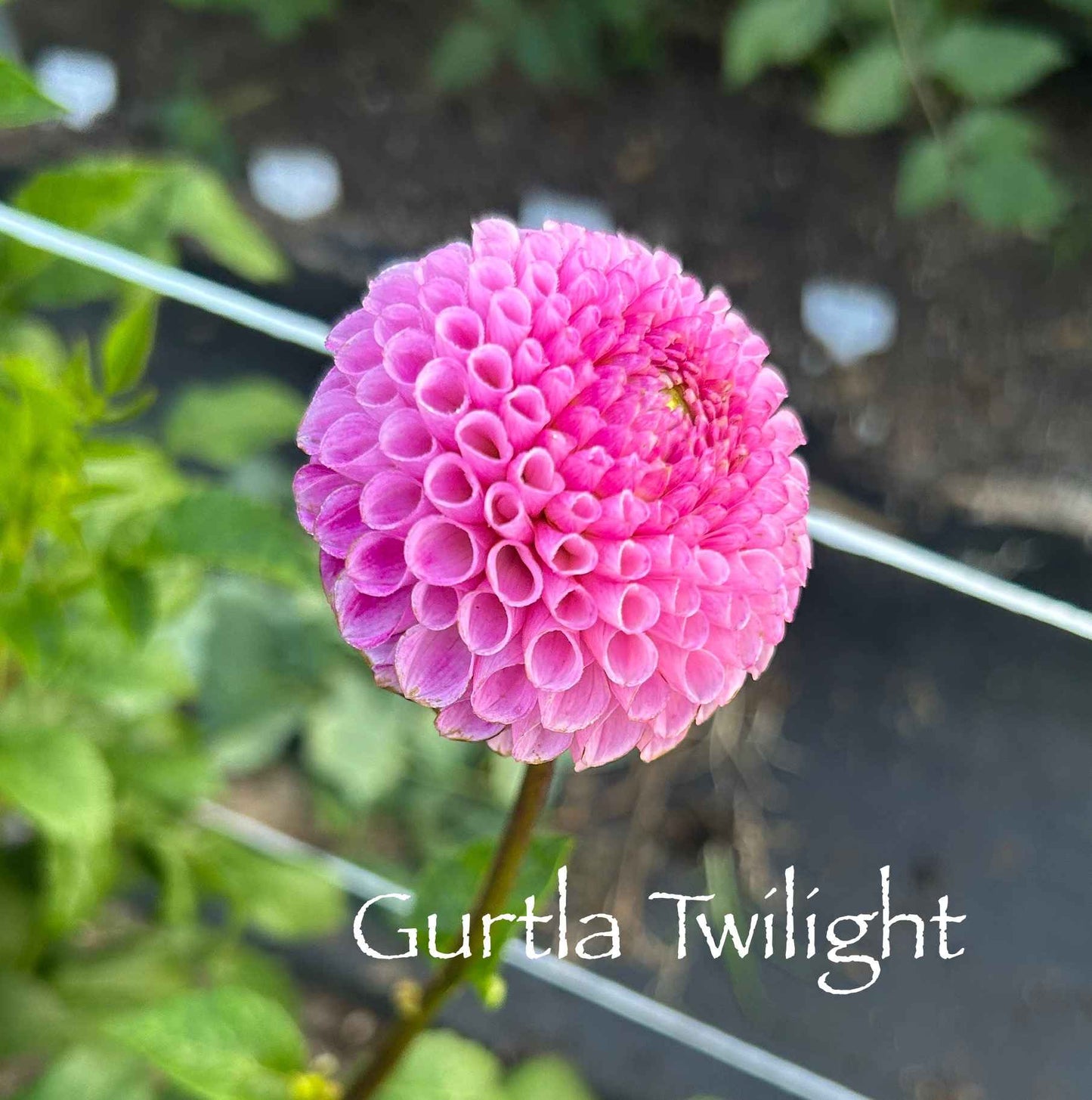 Gurtla Twilight Tuber