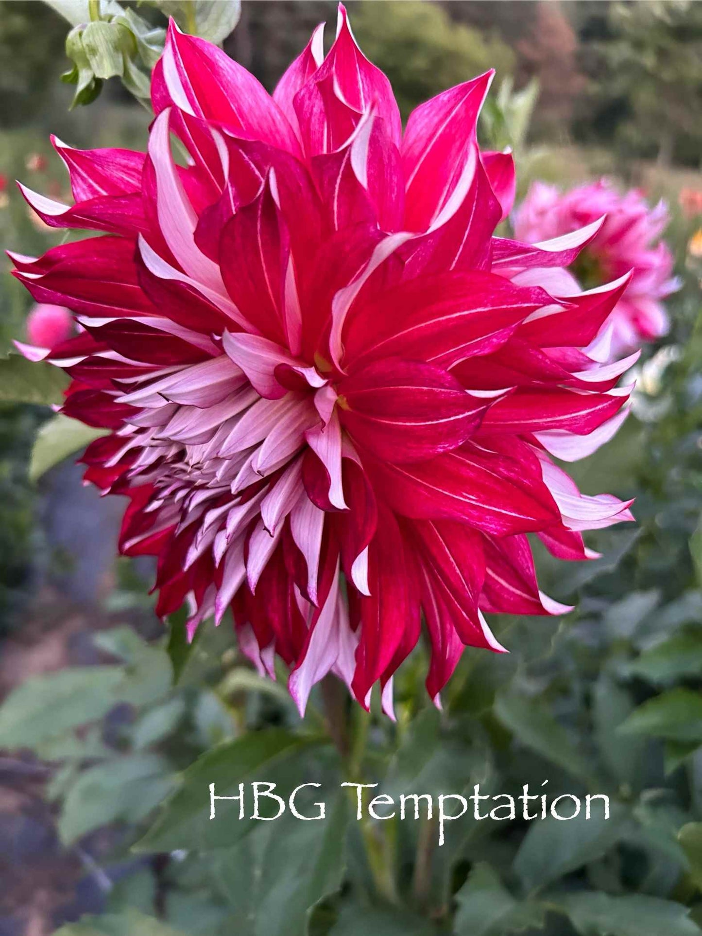 HBG Temptation Tuber