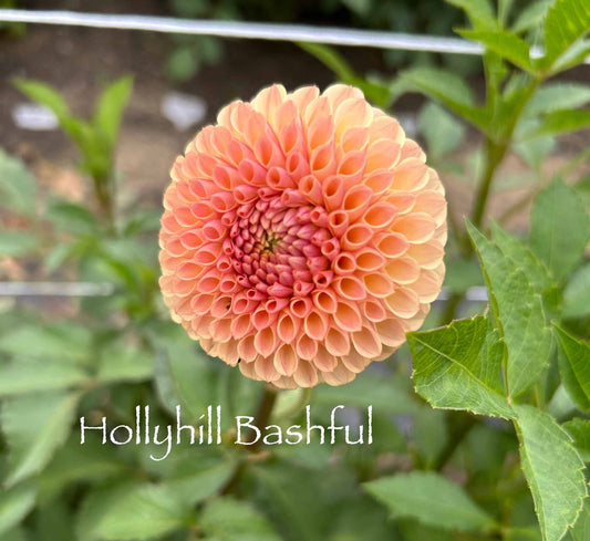 Hollyhill Bashful Tuber