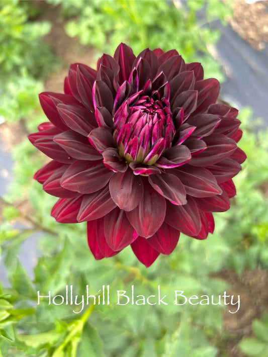 Hollyhill Black Beauty Tuber