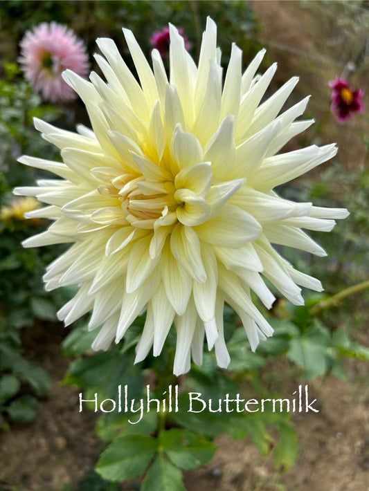 Hollyhill Buttermilk Tuber