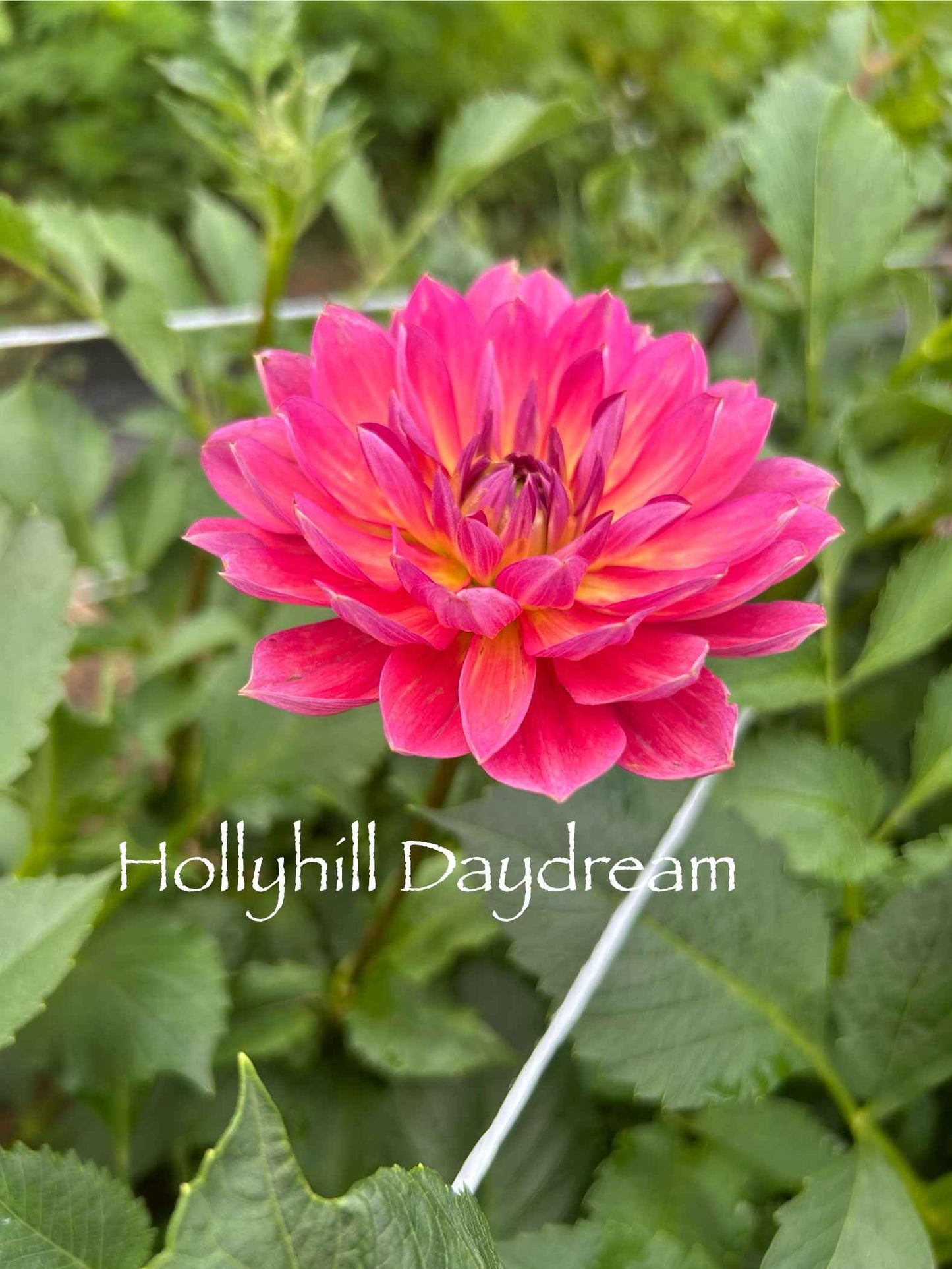 Hollyhill Daydream Tuber