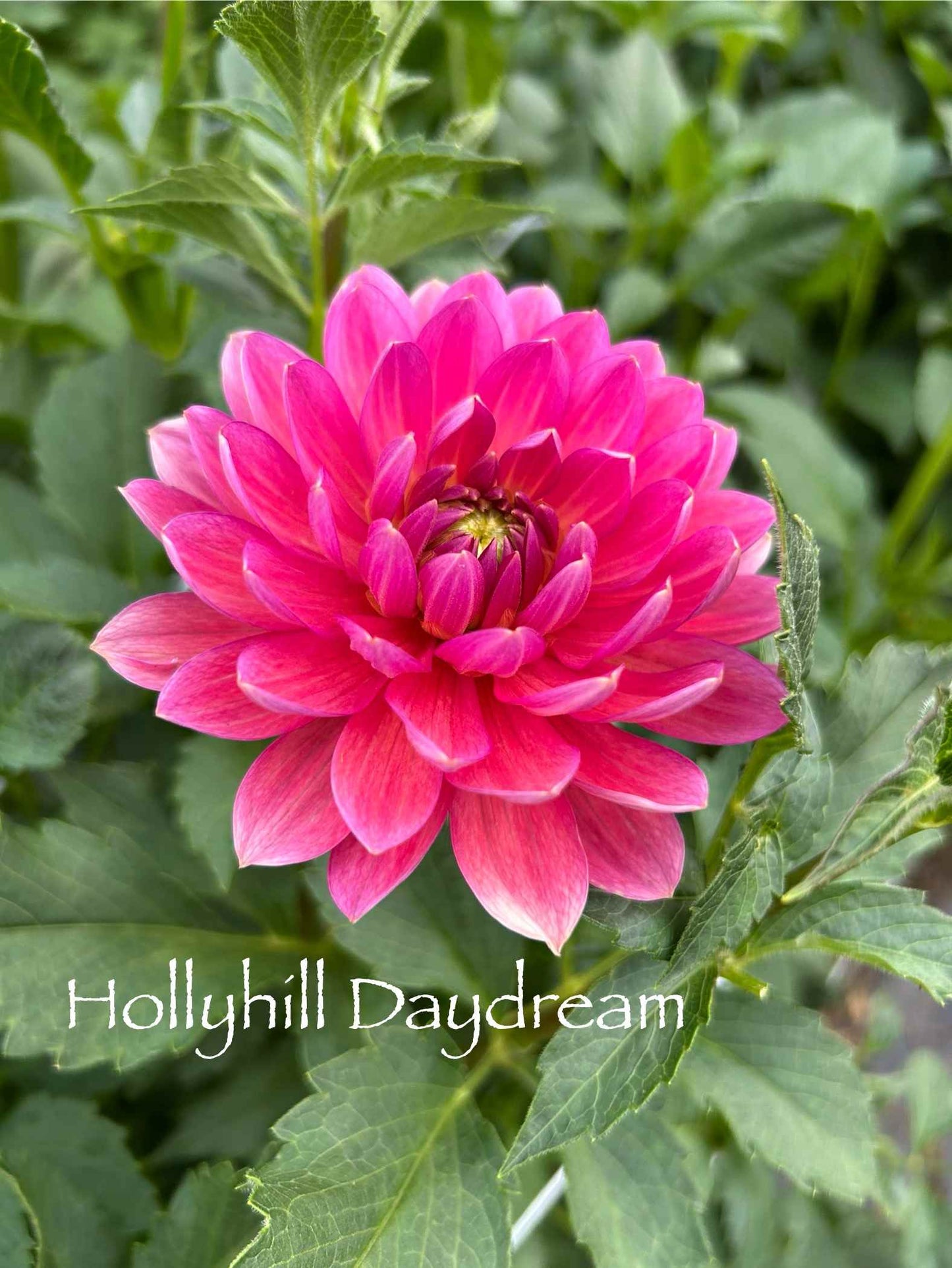 Hollyhill Daydream Tuber