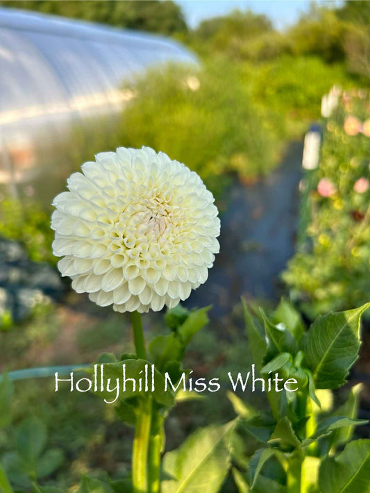 Hollyhill Miss White Tuber