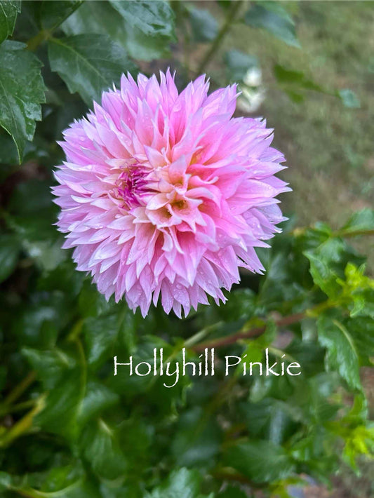 Hollyhill Pinkie Tuber