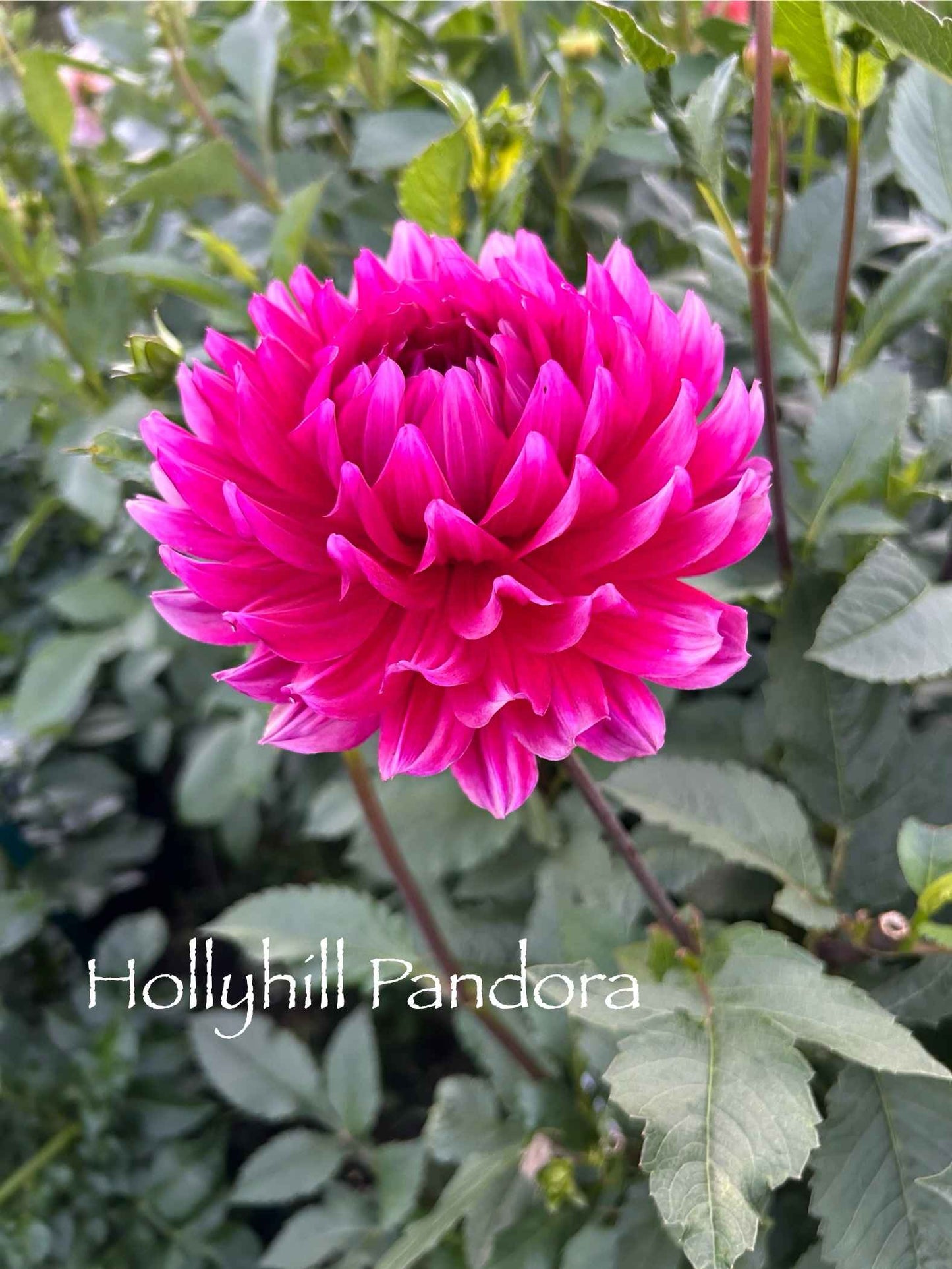 Hollyhill Pandora Tuber