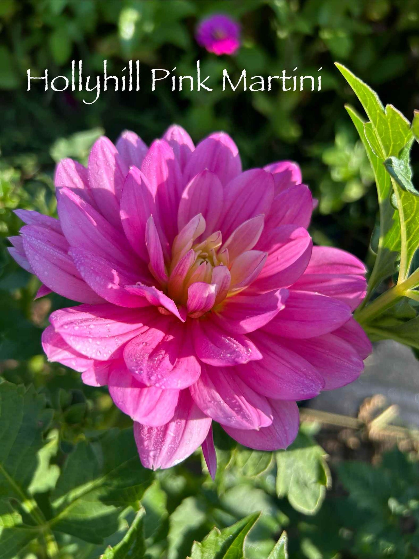 Hollyhill Pink Martini Tuber