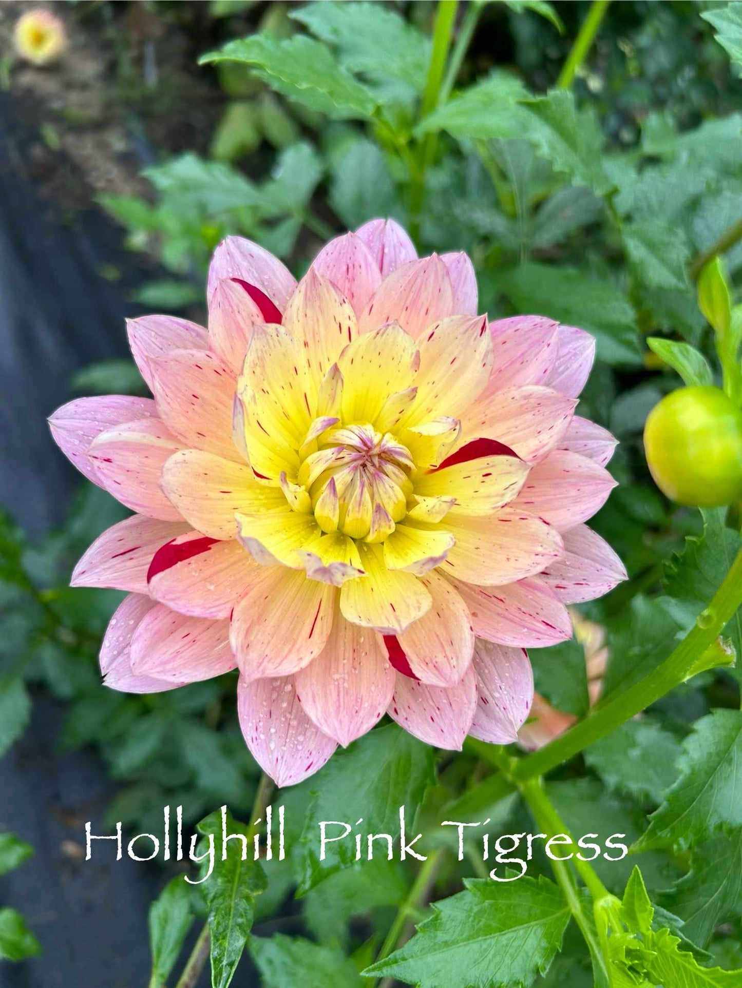 Hollyhill Pink Tigress Tuber