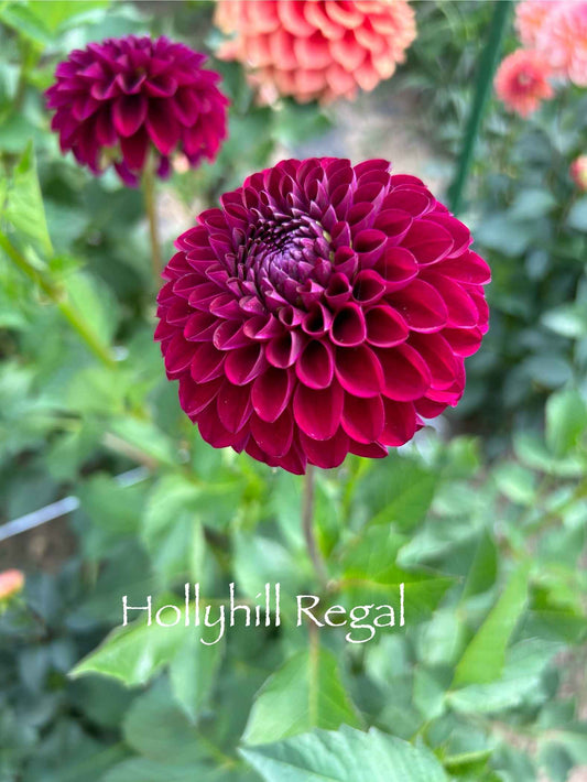 Hollyhill Regal Tuber