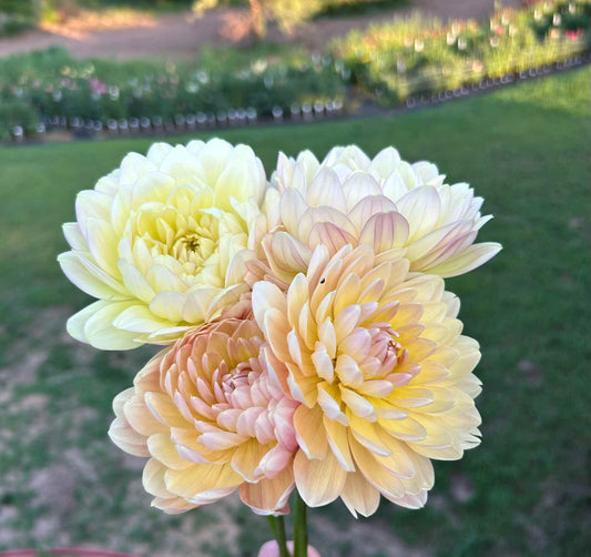 Hollyhill Serenity Tuber