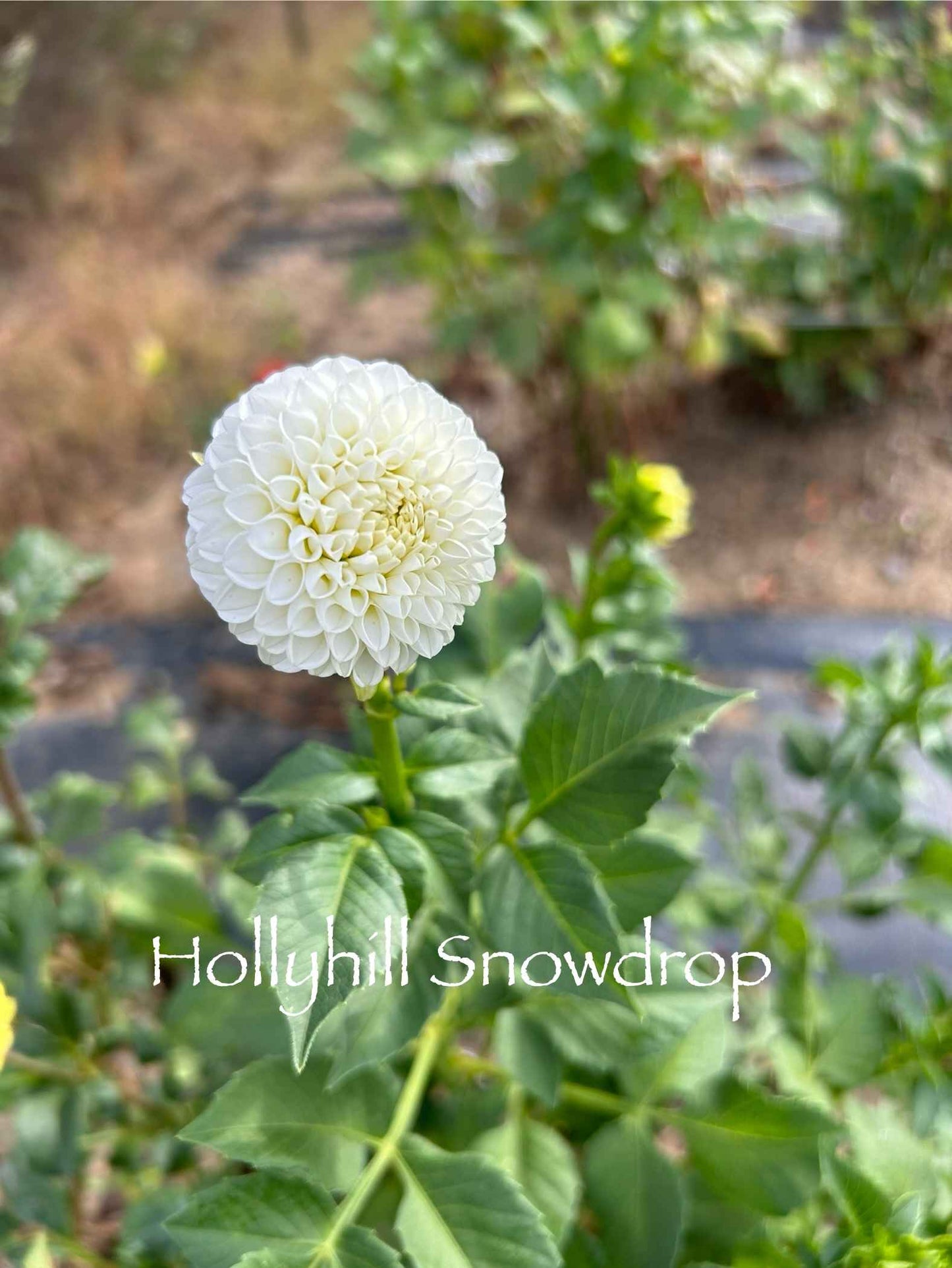 Hollyhill Snowdrop Tuber