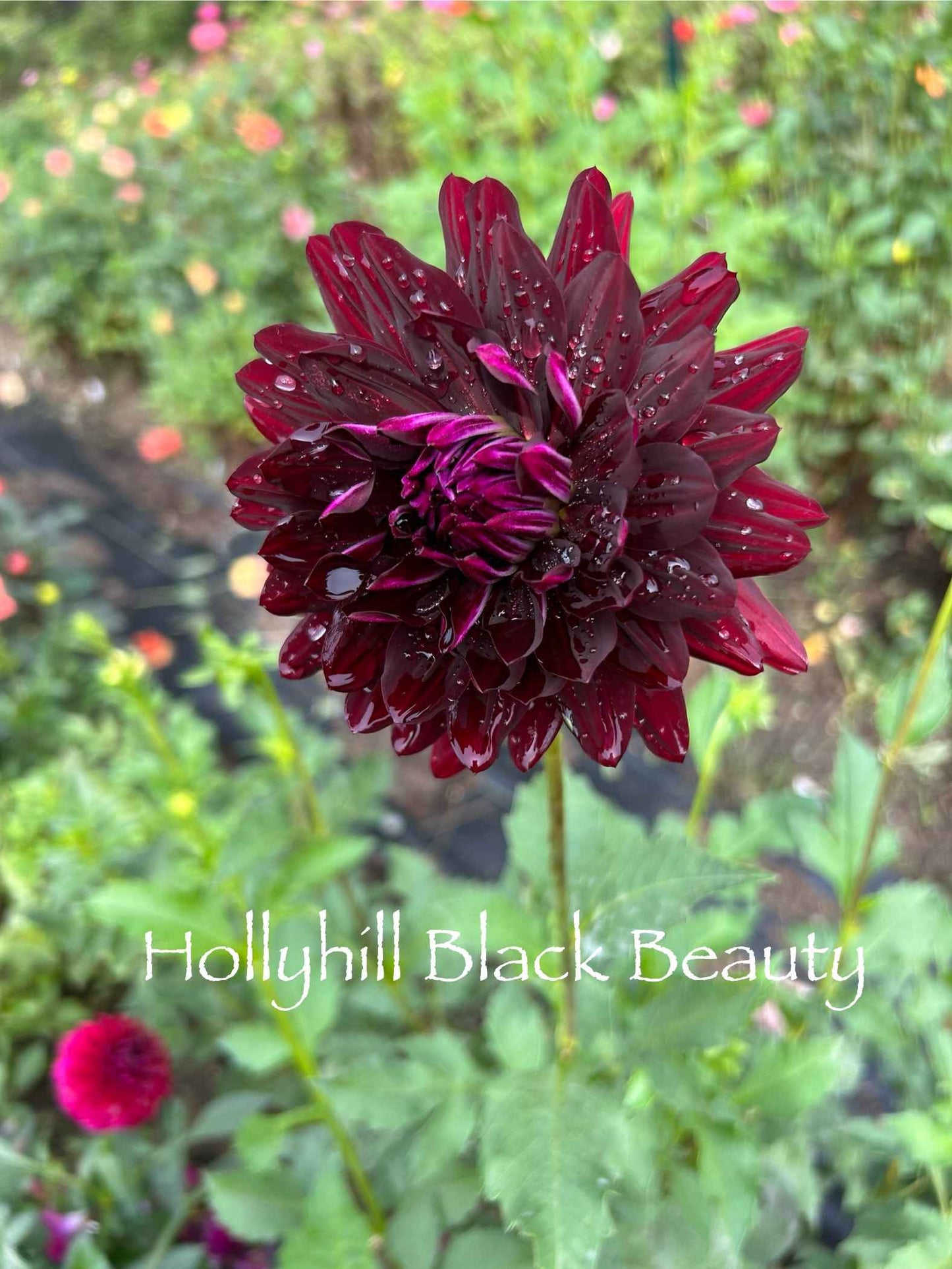 Hollyhill Black Beauty Tuber