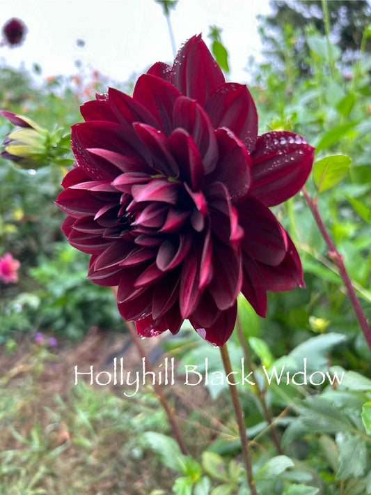 Hollyhill Black Widow Tuber